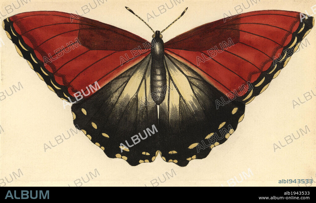 Sunset morpho butterfly, Morpho hecuba. Illustration unsigned (George Shaw and Frederick Nodder).. Handcolored copperplate engraving from George Shaw and Frederick Nodder's "The Naturalist's Miscellany" 1794.. Frederick Polydore Nodder (1751~1801?) was a gifted natural history artist and engraver. Nodder honed his draftsmanship working on Captain Cook and Joseph Banks' Florilegium and engraving Sydney Parkinson's sketches of Australian plants. He was made "botanic painter to her majesty" Queen Charlotte in 1785. Nodder also drew the botanical studies in Thomas Martyn's Flora Rustica (1792) and 38 Plates (1799). Most of the 1,064 illustrations of animals, birds, insects, crustaceans, fishes, marine life and microscopic creatures for the Naturalist's Miscellany were drawn, engraved and published by Frederick Nodder's family. Frederick himself drew and engraved many of the copperplates until his death. His wife Elizabeth is credited as publisher on the volumes after 1801. Their son Richard Polydore (1774~1823) exhibited at the Royal Academy and became botanic painter to King George III.