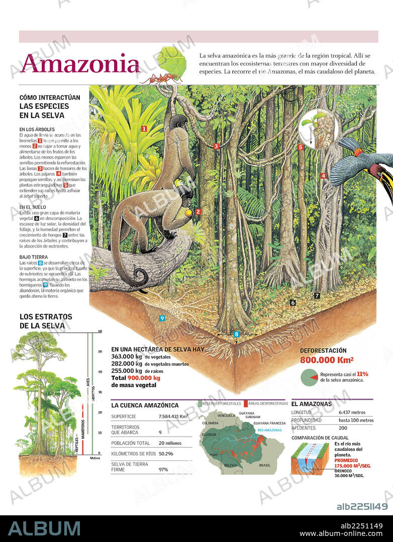AMAZONIA. Lámina sobre el ecosistema de la selva amazónica.