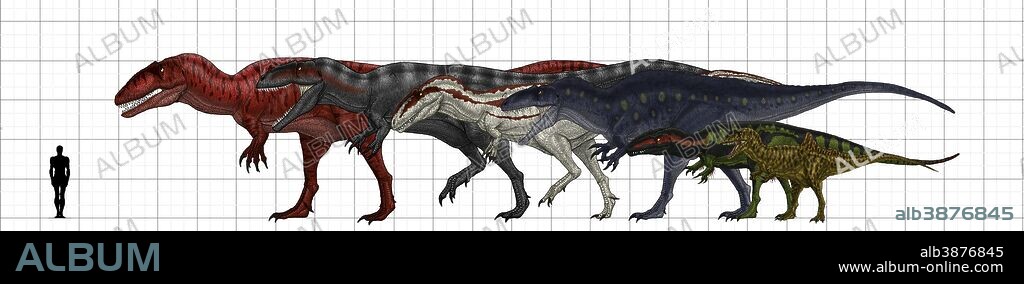 Carcharodontosauridae size chart, featuring Carcharodontosaurus, Giganotosaurus, Mapusaurus, Acrocanthosaurus, Eocarcharia and Concavenator.