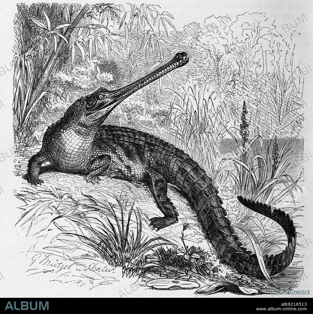 Reptiles, Ganges gavial, also gharial (Gavialis gangeticus) or true gharial, is the only living recent representative of the genus Gavialis within the crocodiles, Historical, digitally restored reproduction from a 19th century original