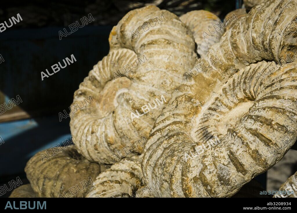 fosiles a la venta en el zoco, Chefchauen, -Chauen-, Marruecos, norte de Africa, continente africano.