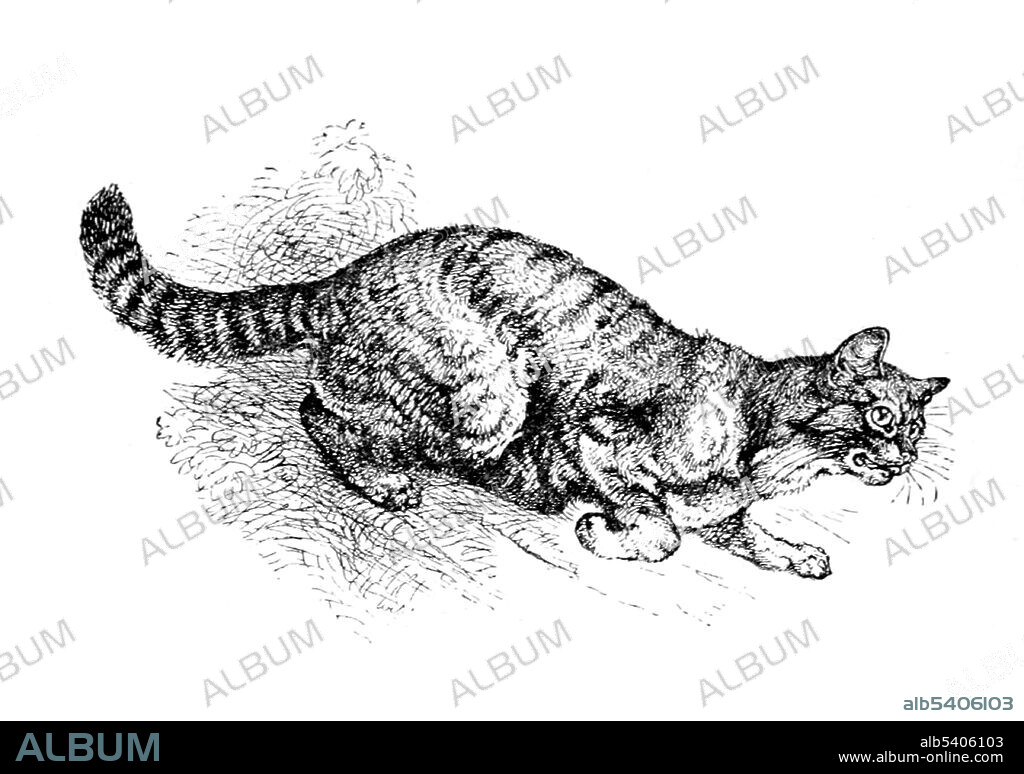 The Scottish wildcat (Felis silvestris silvestris syn. Felis silvestris grampia) is a European wildcat population in Scotland. It is listed as Endangered in the United Kingdom and is primarily threatened by hybridization with domestic cats. Harrison William Weir (May 5, 1824 - January  31906) was an English gentleman and artist. In 1889, he wrote Our Cats and All About Them describing and illustrating the pedigree varieties of the time. This was the first pedigree cat book.