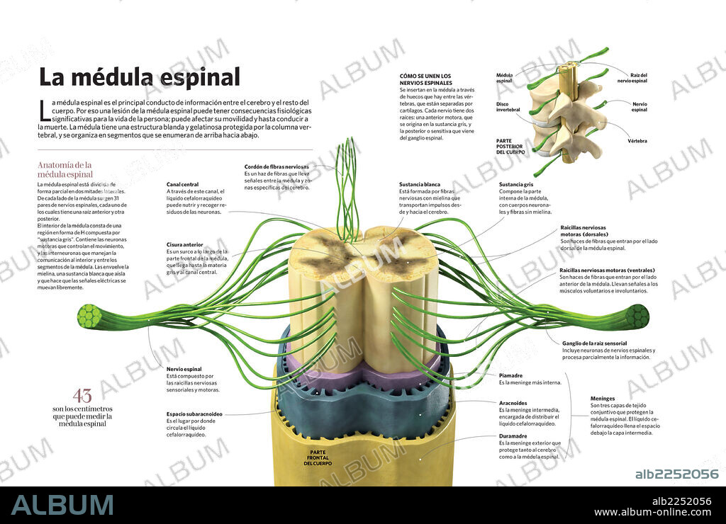 La médula espinal. Infografía sobre la médula espinal, el principal conducto de información entre el cerebro y el resto del cuerpo.