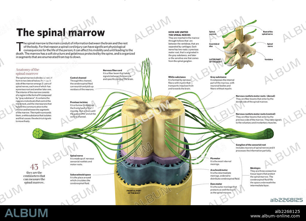 La médula espinal. Infografía sobre la médula espinal, el principal conducto de información entre el cerebro y el resto del cuerpo.