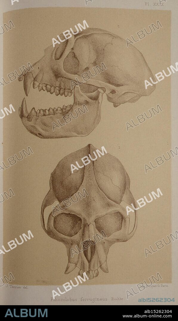 Faune de la Sénégambie, Paris, O. Doin, 1883-1887, Africa, Senegambia, Zoology, The illustration showcases the skulls of the species *Pithecia ferruginea*, commonly known as the rust monkey. The upper section presents a side view, highlighting the dental structure and jawline, with prominent canine teeth indicative of its dietary habits. The lower section displays a frontal view, emphasizing the shape of the cranial cavity and the structure of the nasal area. Detailed annotations accompany the image, providing scientific nomenclature and context for anatomical study. This representation illustrates the complexity and uniqueness of the species' cranial features, contributing to the understanding of primate evolution and taxonomy.