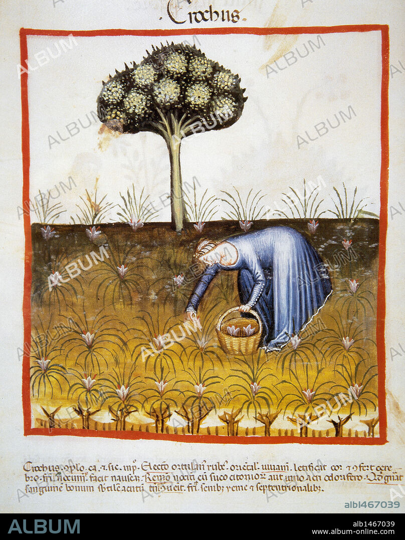 TACUINUM SANITATIS. Manual medieval de salud, fechado antes del año 1400, basado en observaciones de orden medicinal que detalla los aspectos más importantes de los alimentos, bebidas y vestuario. "CAMPESINA RECOGIENDO AZAFRAN". Miniatura, folio 40v.