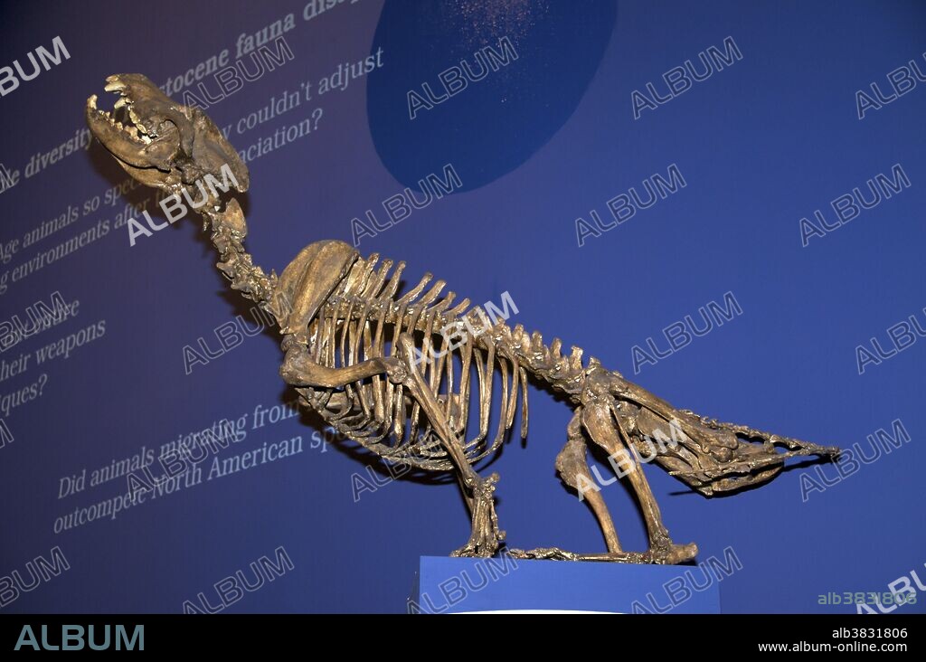 Skeleton of Dire Wolf (Canis dirus). The Dire Wolf is an extinct carnivorous mammal of the genus Canis, and was most common in North and South America during the Pleistocene. Although it was closely related to the Gray Wolf, which is of Eurasian origin, the Dire Wolf evolved on the North American continent, along with the Coyote. The Dire Wolf and the Gray Wolf co-existed in North America for about 100,000 years. Approximately 10,000 years ago, the Dire Wolf became extinct, along with most other North American megafauna. The vast majority of fossils recovered have been from the La Brea Tar Pits in California. Shown howling at the Royal Tyrrell Museum, Drumheller, Alberta, Canada.