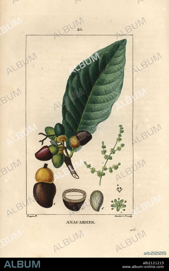 Cashew apple and nut, Anacardium occidentale, showing leaf, flowers, ripe nut and section of nut. Handcoloured stipple copperplate engraving by Lambert Junior from a drawing by Pierre Jean-Francois Turpin from Chaumeton, Poiret et Chamberet's "La Flore Medicale," Paris, Panckoucke, 1830. Turpin (1775~1840) was one of the three giants of French botanical art of the era alongside Pierre Joseph Redoute and Pancrace Bessa.