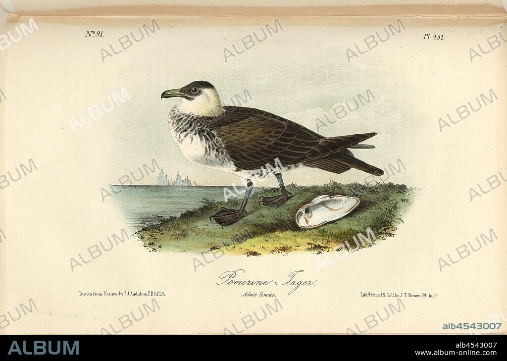 Pomerine Jager, Spatulas (Stercorarius pomarinus, Lestris pomarinus), Signed: J.J. Audubon, J.T. Bowen, lithograph, Pl. 451 (vol. 7), Audubon, John James (drawn); Bowen, J. T. (lith.), 1856, John James Audubon: The birds of America: from drawings made in the United States and their territories. New York: Audubon, 1856.