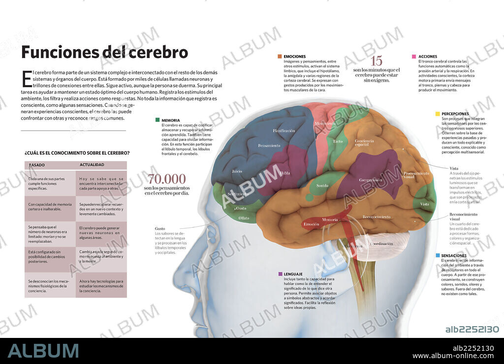 Funciones del cerebro. Infografía sobre las funciones del cerebro: memoria, emociones, lenguaje, acciones, percepciones y sensaciones.