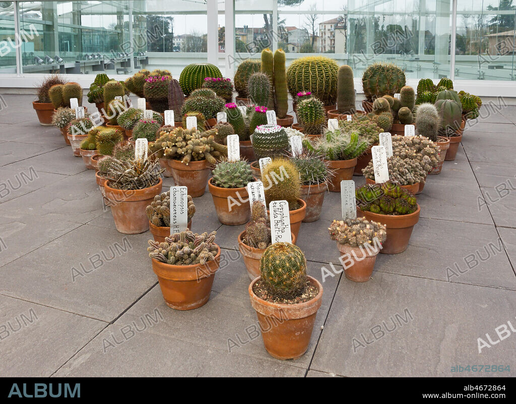 Padova, the Botanical Garden, the Garden of Biodiversity, interior of the big greenhouse: a collection of succulent plants.