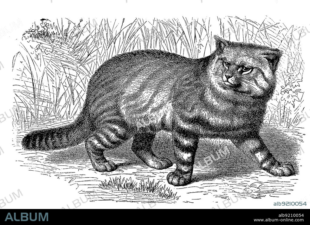 Pampas cat (Leopardus colocolo), Oncifelis colocolo, a cat species found in central Chile from sea level to altitudes of 1800 metres, digitally restored reproduction of a 19th century original, exact original date not known