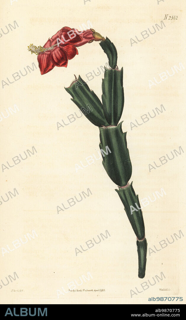 False Christmas cactus, Schlumbergera truncata. Ringent-flowered cactus, Cactus truncatus. Native of Brazil, provided by Thomas Hitchen of Norwich. Handcoloured copperplate engraving by Weddell after a botanical illustration by John Curtis from William Curtis's Botanical Magazine, Samuel Curtis, London, 1825.