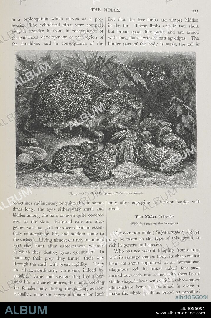 ALFRED RUSSEL WALLACE. A family of Hedgehogs. The Geographical Distribution of Animals, with a study of the relations of living and extinct faunas as elucidating the past changes of the earth's surface. ... . London, 1876. Source: 07209.dd.1 page 123 Fig.53.