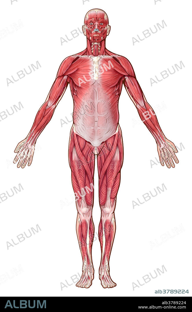 An illustration of the human muscular system shown in the normal anatomic position.