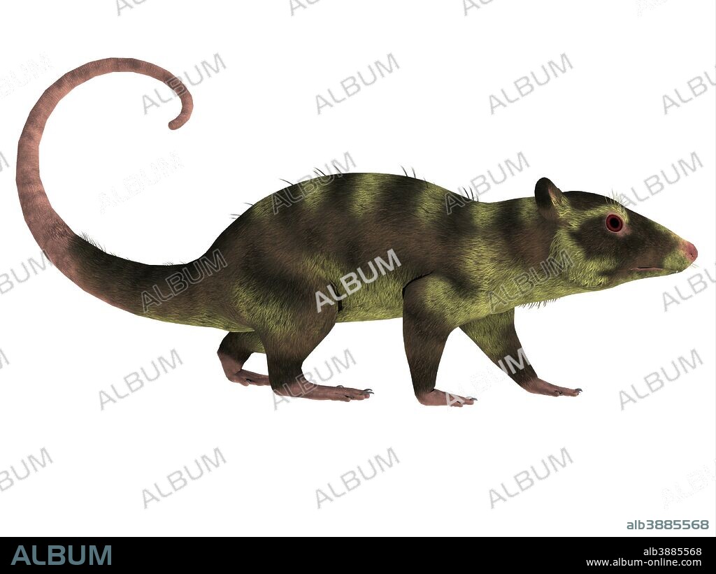 Side profile of a Purgatorius. Purgatorius is an example of the first primate that lived in Montana during the Cretaceous Period.