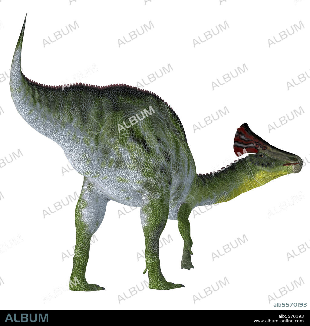 Olorotitan dinosaur on white background. Olorotitan was a duckbill crested herbivorous dinosaur that lived in Russia during the Cretaceous Period.