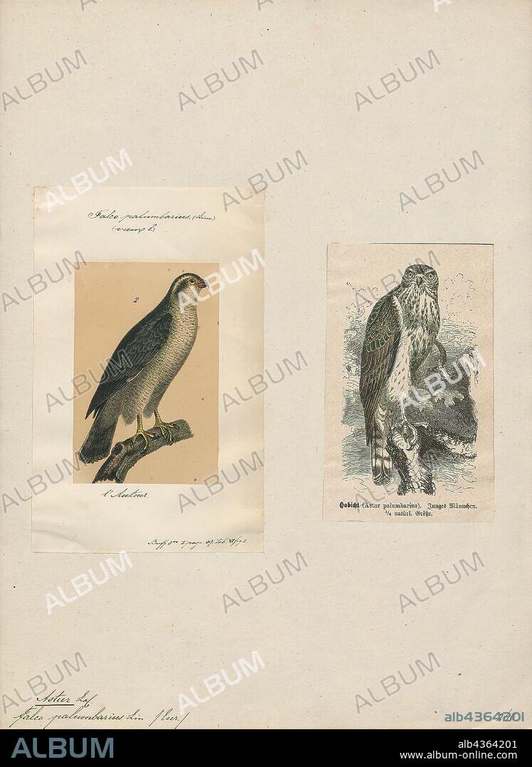 Astur palumbarius, Print, 1700-1880.
