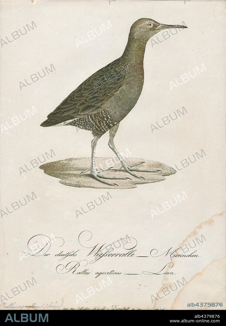 Rallus aquaticus, Print, The water rail (Rallus aquaticus) is a bird of the rail family which breeds in well-vegetated wetlands across Europe, Asia and North Africa. Northern and eastern populations are migratory, but this species is a permanent resident in the warmer parts of its breeding range. The adult is 23–28 cm (9–11 in) long, and, like other rails, has a body that is flattened laterally, allowing it easier passage through the reed beds it inhabits. It has mainly brown upperparts and blue-grey underparts, black barring on the flanks, long toes, a short tail and a long reddish bill. Immature birds are generally similar in appearance to the adults, but the blue-grey in the plumage is replaced by buff. The downy chicks are black, as with all rails. The former subspecies R. indicus, has distinctive markings and a call that is very different from the pig-like squeal of the western races, and is now usually split as a separate species, the brown-cheeked rail., 1800-1812.