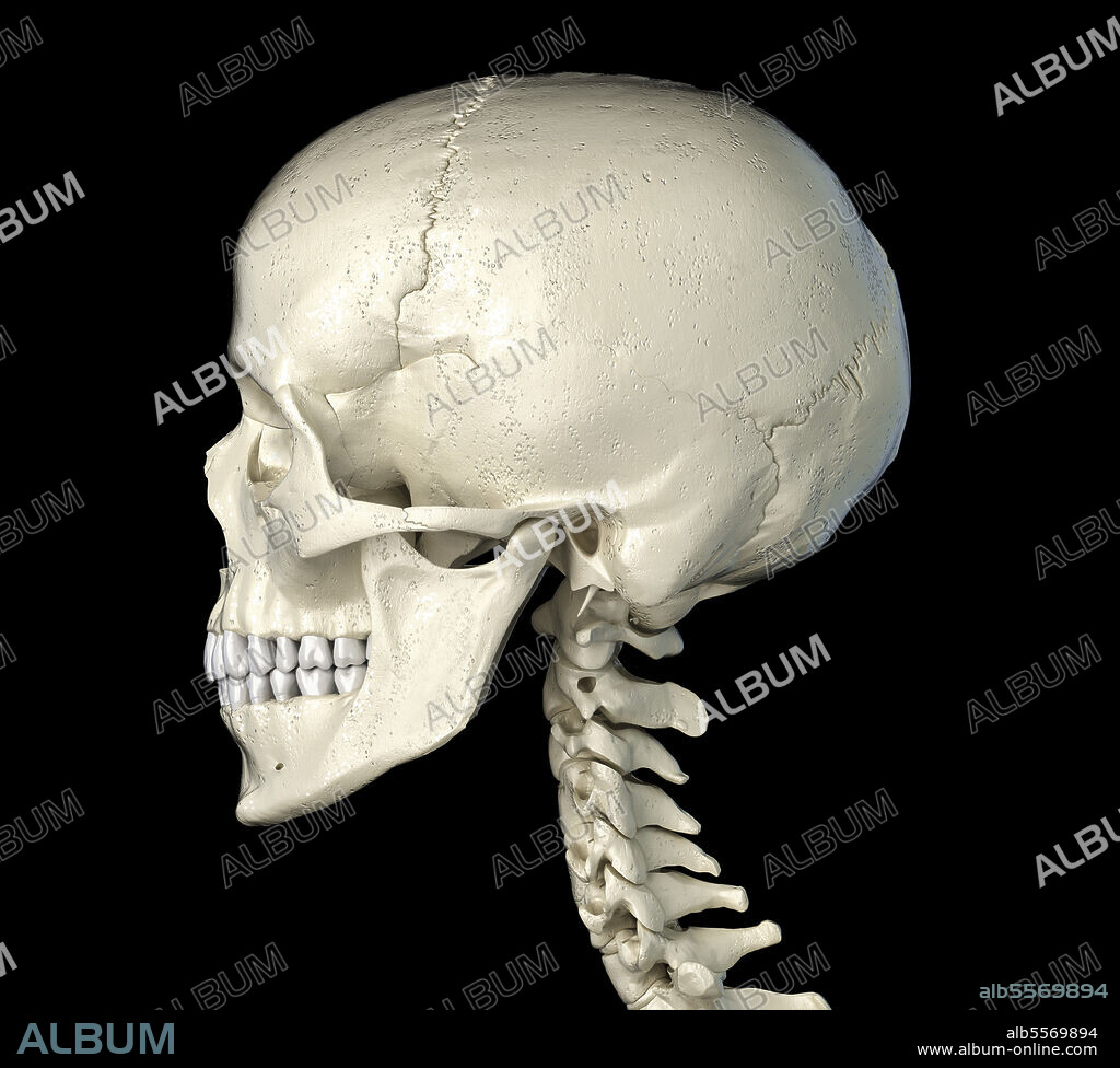 Side profile of the human skull, on black background.