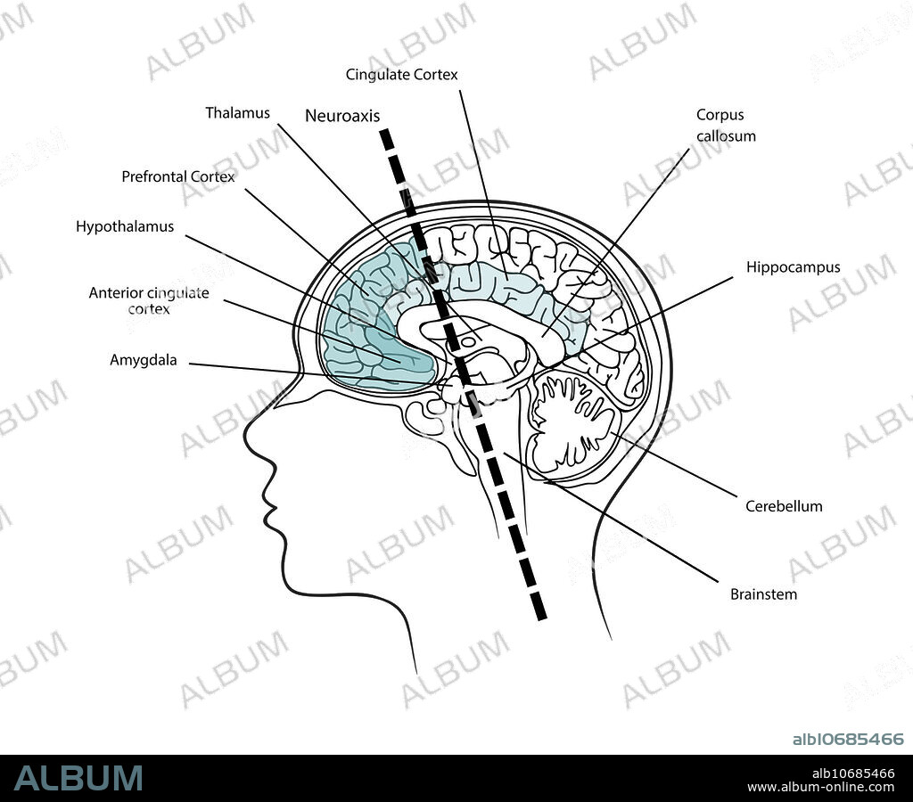 Brain Neuroaxis and Cortices, Illustration