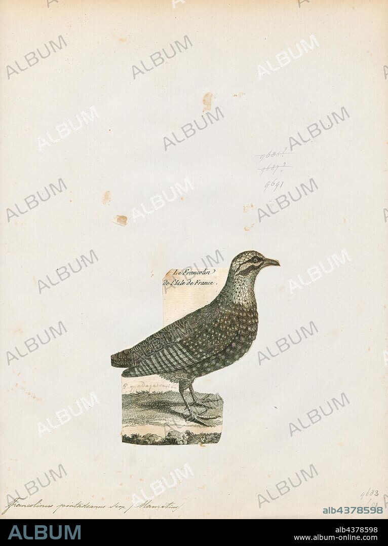Francolinus pintadeanus, Print, The Chinese francolin (Francolinus pintadeanus) or Burmeese francolin is a species of game bird in the family Phasianidae., 1788-1823.
