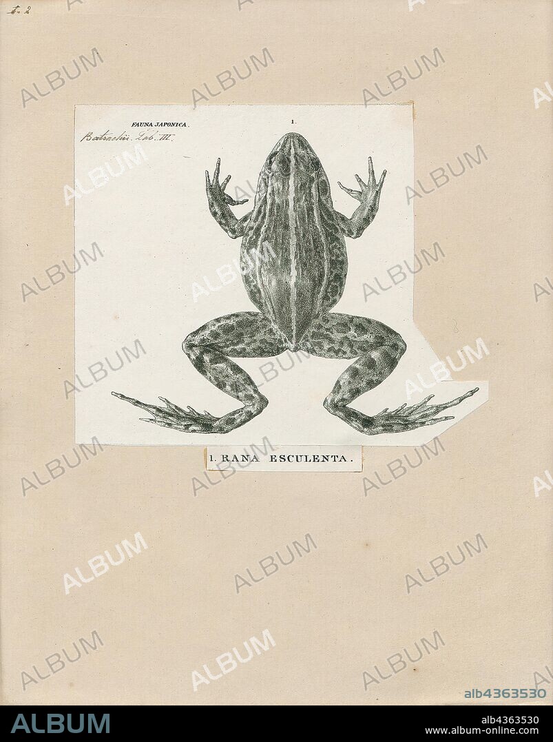 Rana esculenta, Print, The edible frog (Pelophylax kl. esculentus) is a name for a common European frog, also known as the common water frog or green frog (however, this latter term is also used for the North American species Rana clamitans)., 1700-1880.