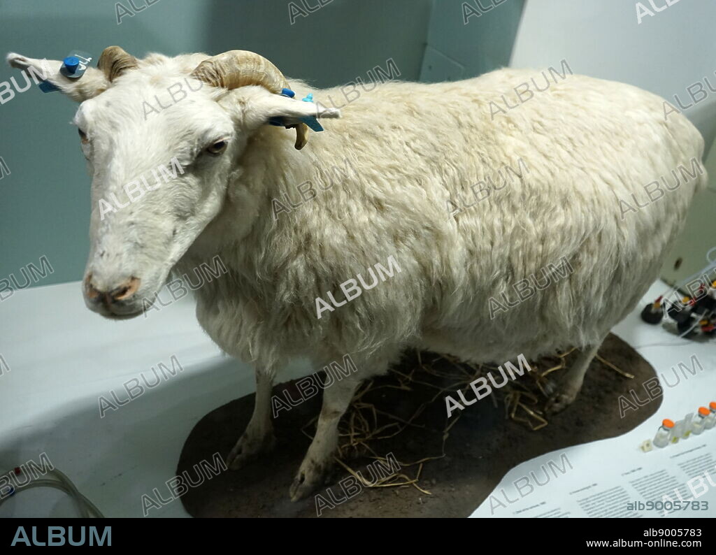 Tracy, a transgenically modified sheep, created at Scotland's Roslin Institute to produce human protein alpha 1-antitrypsin. Dated 20th Century.
