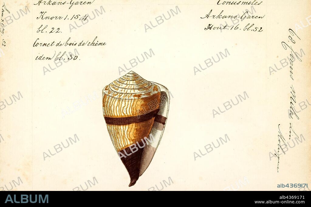 Conus miles, Print, Conus miles, common name the soldier cone, is a species of sea snail, a marine gastropod mollusk in the family Conidae, the cone snails and their allies.