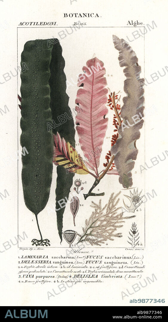 Sugar kelp, Saccharina latissima 1, red seaweed, Delesseria sanguinea 2, Porphyra purpurea 3, and Osmundaria fimbriata 4. Handcoloured copperplate stipple engraving from Jussieu's Dizionario delle Scienze Naturali, Dictionary of Natural Science, Florence, Italy, 1837. Illustration engraved by Corsi, drawn and directed by Pierre Jean-Francois Turpin, and published by Batelli e Figli. Turpin (1775-1840) is considered one of the greatest French botanical illustrators of the 19th century.