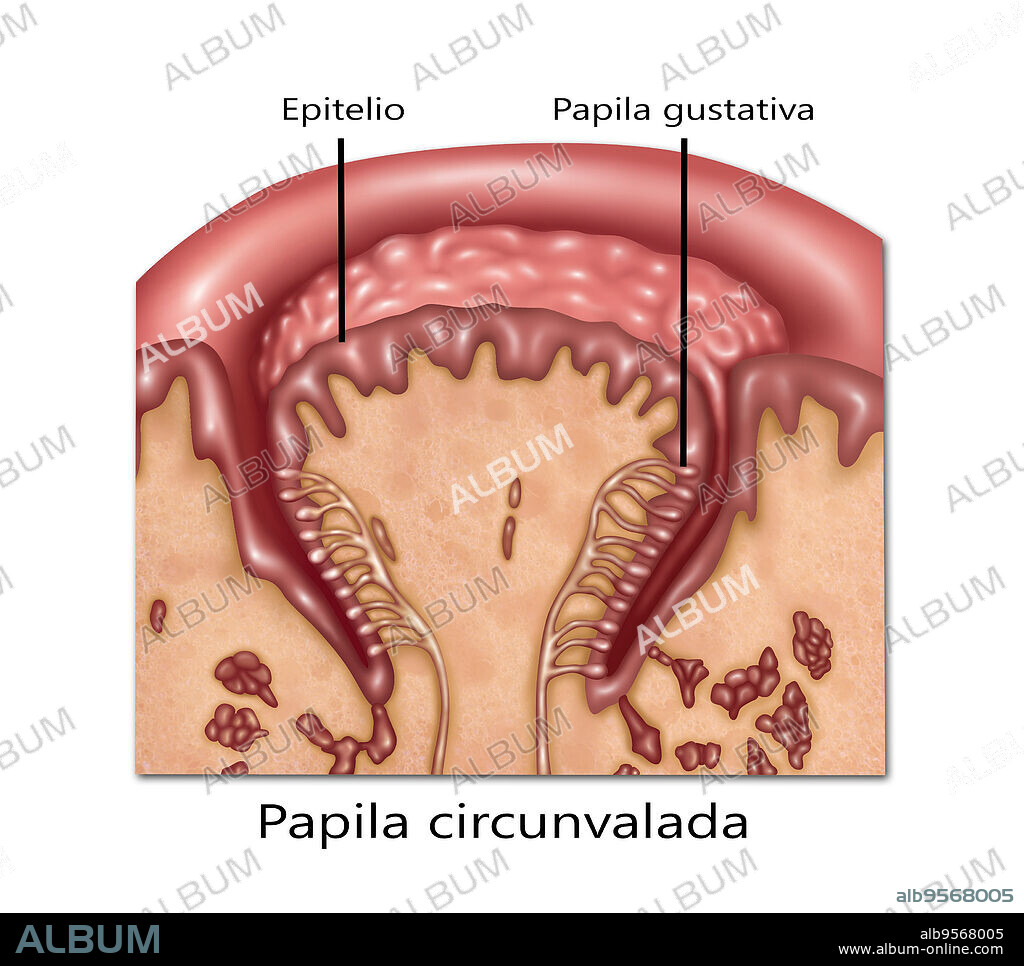 Illustration of circumvallate (or vallate) papillae, one of the four lingual papillae on the tongue. They lie on the surface of the tongue immediately in front of the foramen cecum and sulcus terminalis, and are organized in an inverted V at the back of the tongue.
