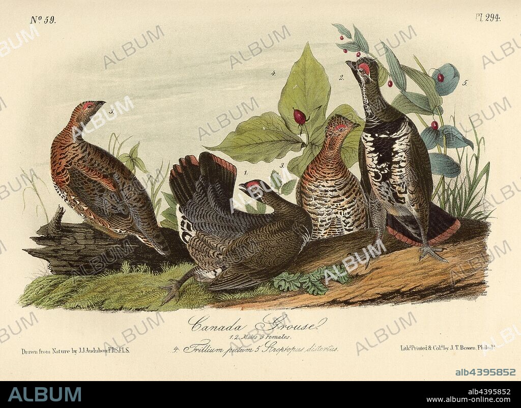 Canada Grouse, Fir Grouse (Falcipennis canadensis, Tetrao canadensis), Signed: J.J. Audubon, J.T. Bowen, lithograph, Pl. 294 (vol. 5), Audubon, John James (drawn); Bowen, J. T. (lith.), 1856, John James Audubon: The birds of America: from drawings made in the United States and their territories. New York: Audubon, 1856.