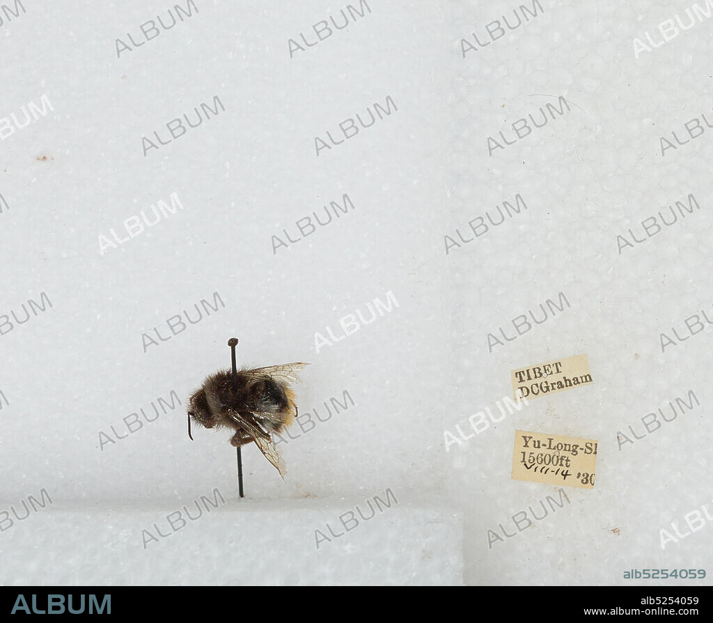 Yu-Long-Si, Tibet Autonomous Region, China, Bombus sp., Animalia, Arthropoda, Insecta, Hymenoptera, Apidae, Apinae.