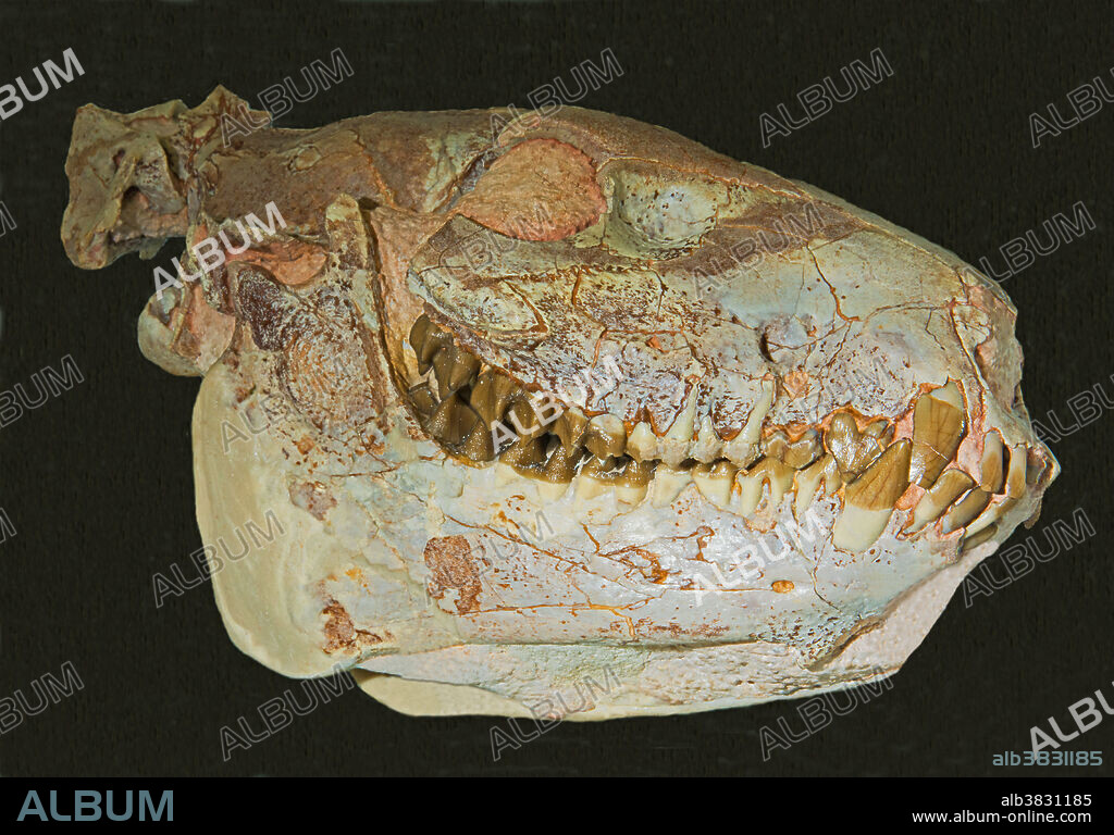 Oreodont Skull Fossil. Merycoidodon Culbertson. South Dakota. Hendersonville Lapidary Museum. Hendersonville North Carolina.