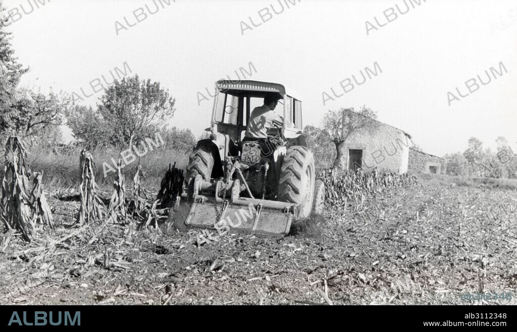 Catalunya. Lleida. Tractor arando un campo de maíz en Mollerusa. Año 1960.