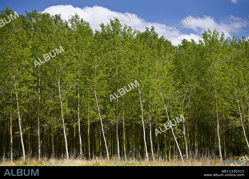 Copse of silver birch trees at Rigny Usse in the Loire Valley.