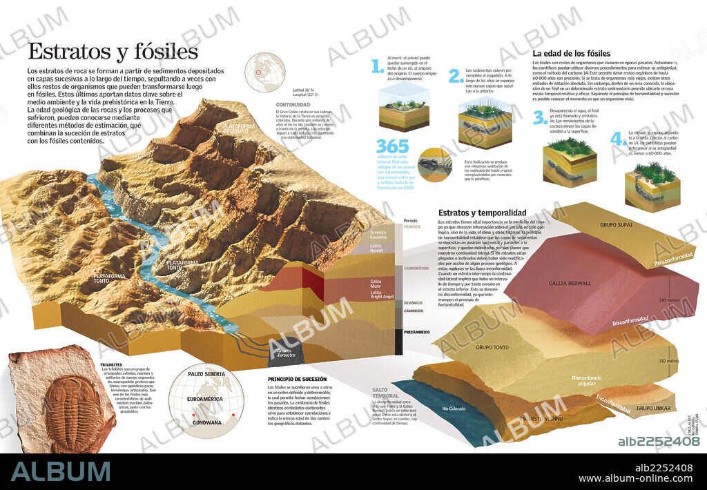 Estratos y fósiles. Infografía del análisis de los estratos sedimentarios del suelo y los fósiles del Gran Cañón del Colorado para conocer la edad geológica de las rocas.