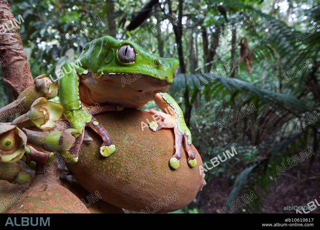 The giant monkey frog, Phyllomedusa bicolor, is one of the largest of the monkey frogs. Larger than the size of a man's fist as an adult, these frogs are typically upper canopy dwelling, until they return to the forest floor to breed. The only time they are predictably found near the forest floor is in Amazonian flooded forest, just as the waters recede. This is when they breed, utilizing flooded forest pools for their tadpoles. Their eyes cast a silver eye-shine when illuminated from afar by a flashlight. In addition, the skin secretion of this species has proven a diverse mix of bioactive peptides. These compounds hold much promise for use in human medicines.