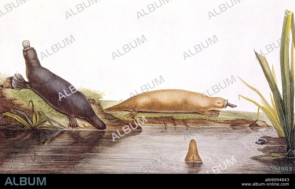 The platypus (Ornithorhynchus anatinus) from Darwin and the Beagle by Alan Moorhead, page 244. The platypus is an egg-laying mammal native to Australia and Tasmania.