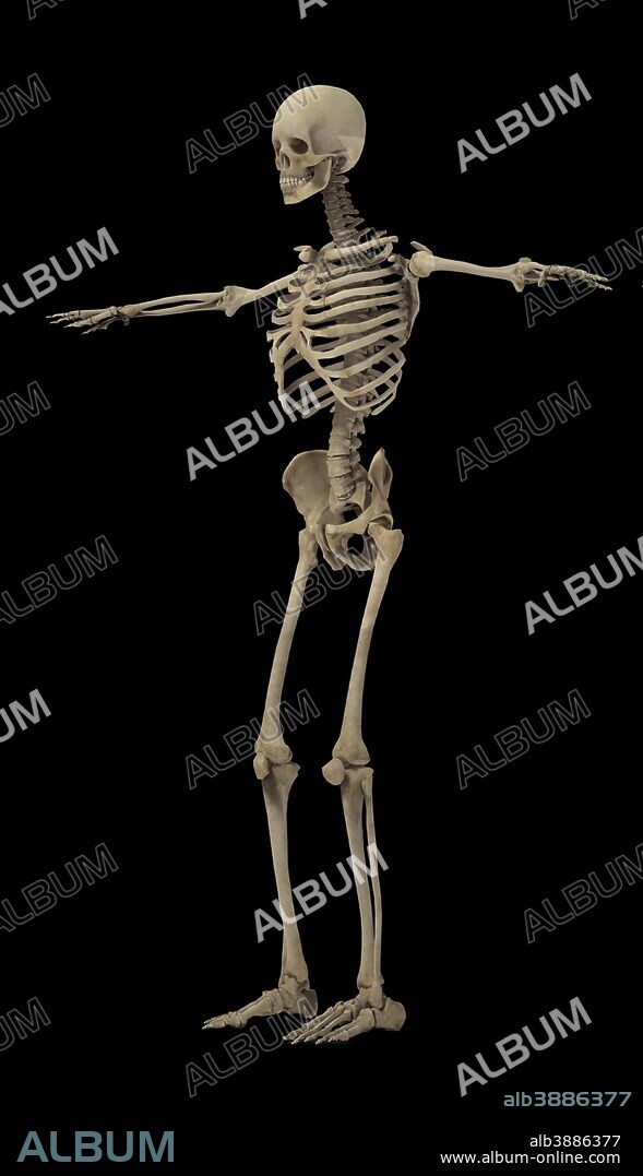 3D rendering of human skeletal system, side view.