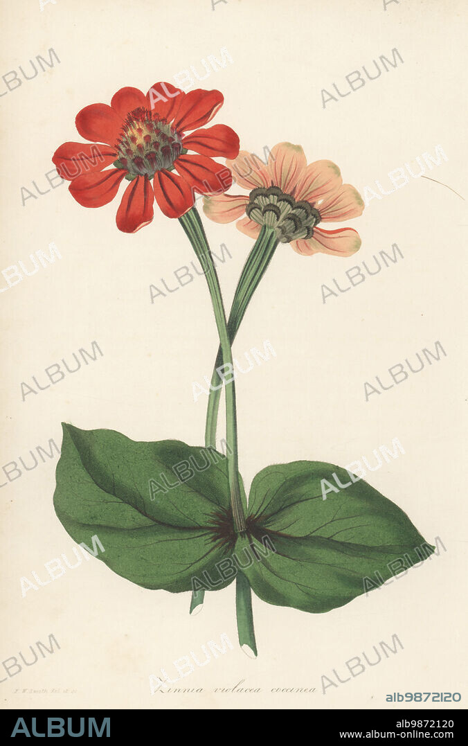 Elegant zinnia, Zinnia elegans. Native of Mexico, raised from seeds brought from Palermo by William Cavendish, Duke of Devonshire. Violet-coloured zinnia, scarlet variety, Zinnia violacea coccinea. Handcoloured botanical illustration drawn and engraved by Frederick William Smith from Joseph Paxtons Magazine of Botany, and Register of Flowering Plants, Volume 1, Orr and Smith, London, 1834.