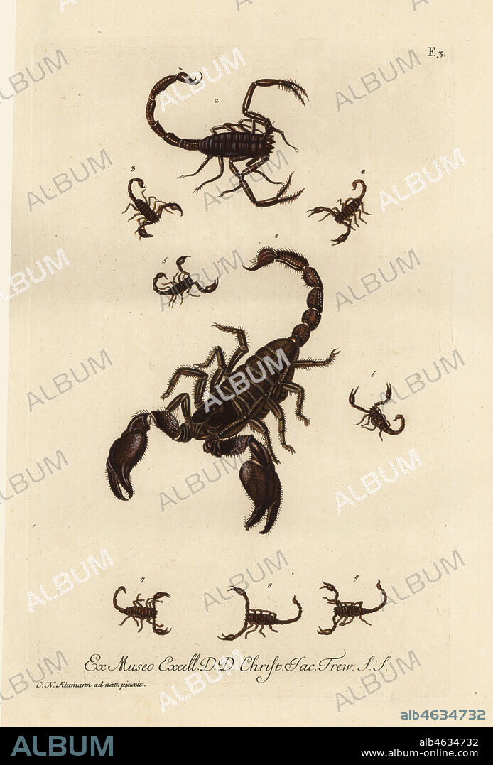 Giant forest scorpion, Heterometrus indus, and other species of scorpions from America, Germany, Italy (Scorpio afer, Scorpio americus, etc.). Handcoloured copperplate engraving by G.W. Knorr after an illustration by Christian Nicolaus Kleemann from Georg Wolfgang Knorr's Deliciae Naturae Selectae of Kabinet van Zeldzaamheden der Natuur, Blusse and Son, Nuremberg, 1771. Specimens from a Wunderkammer or Cabinet of Curiosities owned by Dr. Christoph Jacob Trew in Nuremberg.