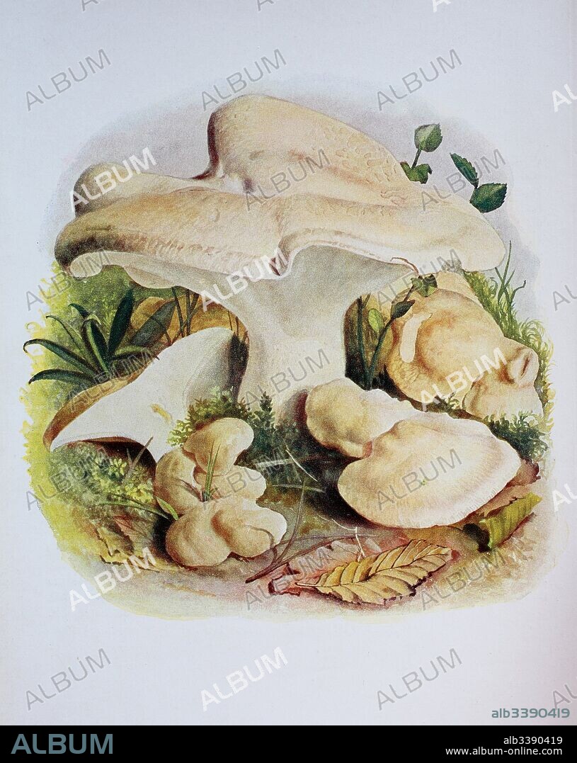 Albatrellus ovinus is a terrestrial polypore fungus found in western North America, and Northern Europe, syn. Polyporus ovinus, Scutiger ovinus, digital reproduction of an ilustration of Emil Doerstling (1859-1940).