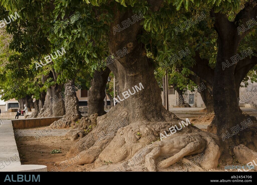 l ombú o bella sombra, cuyo nombre científico es Phytolacca dioica , plaza Llorenç Villalonga , Palma, mallorca, islas baleares, españa, europa.