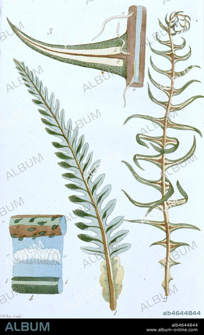 CRYPTOGAMIE, LES FOUGERES (pl:XXXV;lettre:XXXII) (l'acrostique des bois : osmunda spicans) - Fig. 1 - Le cote sterile - Fig. 2 - Le cote fertile - Fig. 3 - Une seule foliole grossie et les ecailles (a) avec l'ouverture des capsules (b) - Fig. 4 - Une partie de la foliole grossie davantage, ou l'on voit les antheres sur la cote (a), et la membrance roulee (b), pour montrer les cupulesa semences (c). in 'Recueil de plantes coloriees pour servir a l'intelligence des lettres elementaires sur la botanique' de Jean-Jacques Rousseau (1712-1778), Edition Poincot, Paris, 1789. Illustration par Aubry. Credit : Collection Sev/Kharbine-Tapabor.