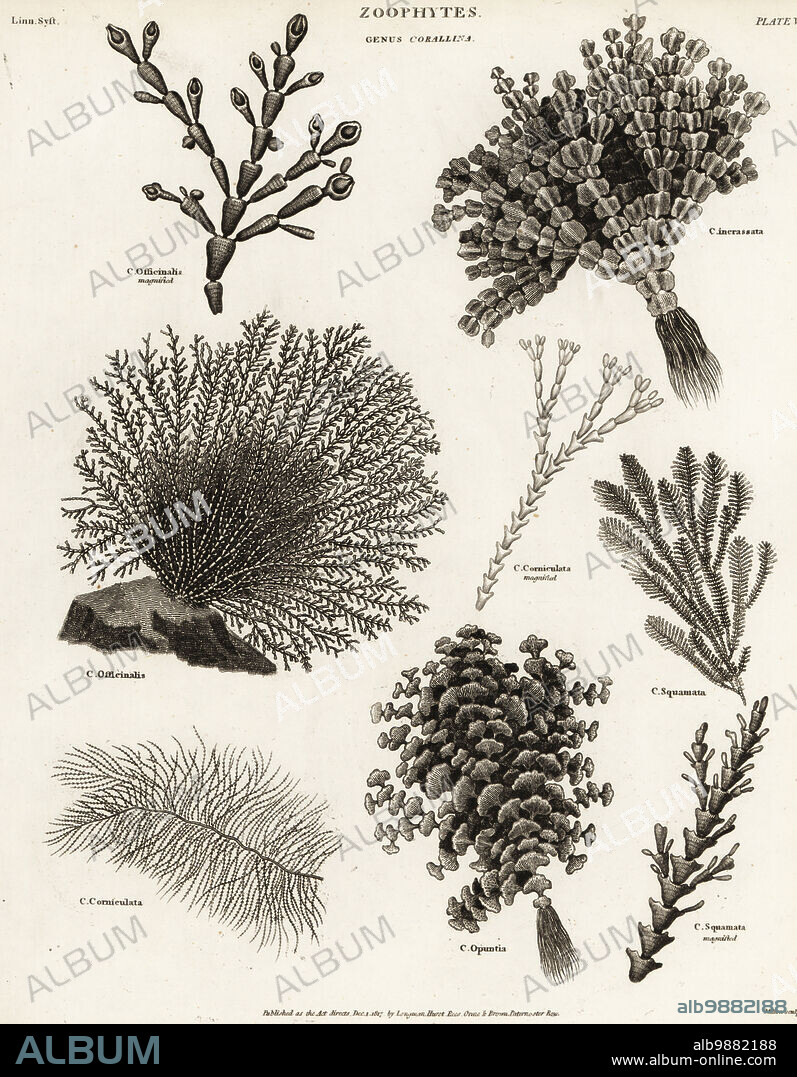 Red seaweed, Corallina officinalis, green macroalgae, Halimeda incrassata, slender-beaded coral weed, Jania rubens var. corniculata, Jania squamata, watercress alga, Halimeda opuntia. Copperplate engraving by Milton from Abraham Rees' Cyclopedia or Universal Dictionary of Arts, Sciences and Literature, Longman, Hurst, Rees, Orme and Brown, London, 1817.