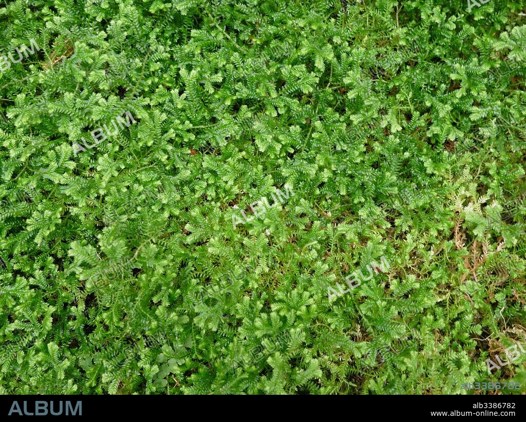 Psilotum nudum, known as the skeleton fork fern, is a fernlike plant in the order Psilotales, it lacks roots. Psilotum nudum is considered a 'primitive' plant - a descendent of possibly the first group of vascular plants which were widespread during the Devonian and Silurian periods.