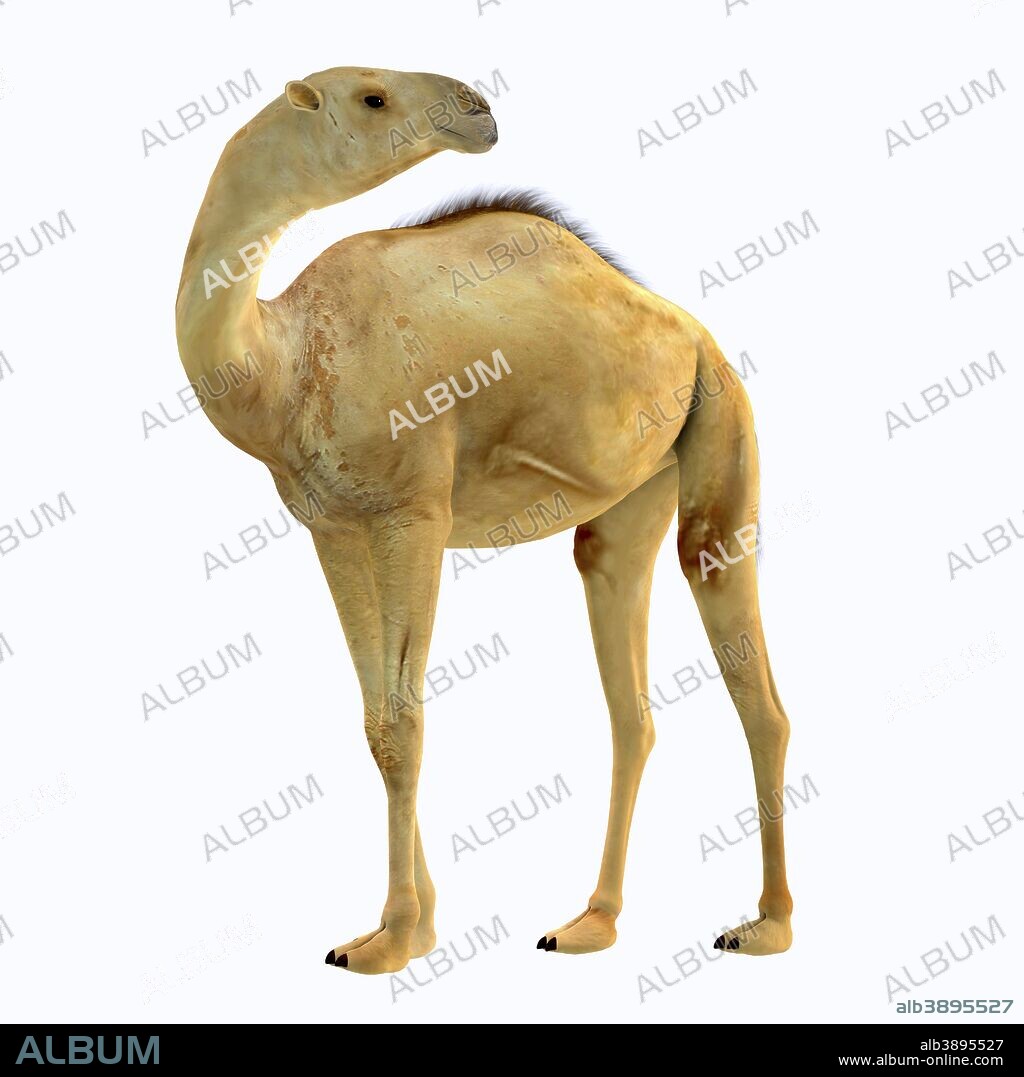 Camelops hesternus, side profile. Camelops was a camel-type herbivorous animal that lived in North America during the Pleistocene Period.