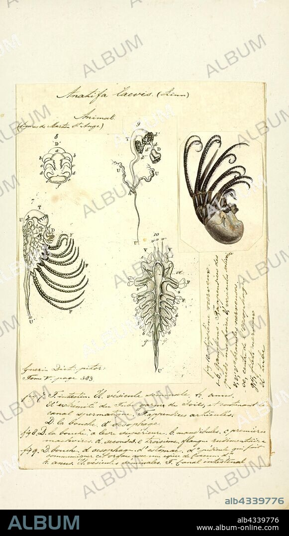 Anatifa laevis, Print, Pelagic gooseneck barnacle, Lepas anatifera (Anatifa laevis).