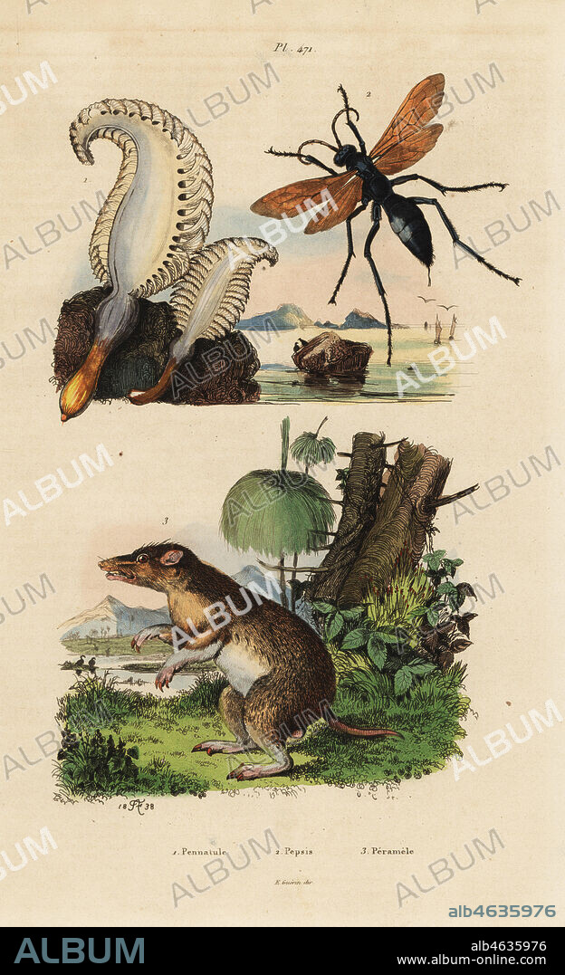 Sea pen, Pennatula phosphorea 1, spider wasp, Pepsis limbata 2, and long-nosed bandicoot, Perameles nasuta 3. Pennatule, pepsis, peramele. Handcoloured steel engraving by du Casse after an illustration by Adolph Fries from Felix-Edouard Guerin-Meneville's Dictionnaire Pittoresque d'Histoire Naturelle (Picturesque Dictionary of Natural History), Paris, 1834-39.